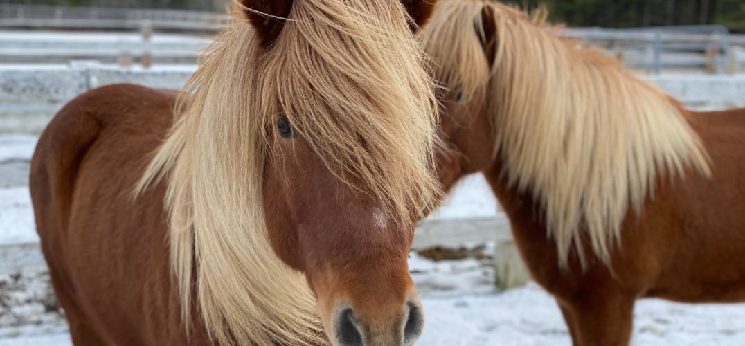 Horses outside during winter