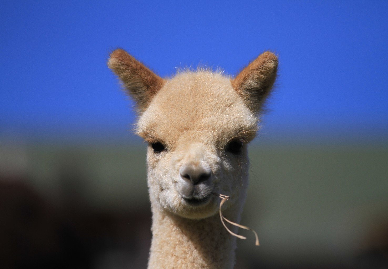 white alpaca with blue sky in background