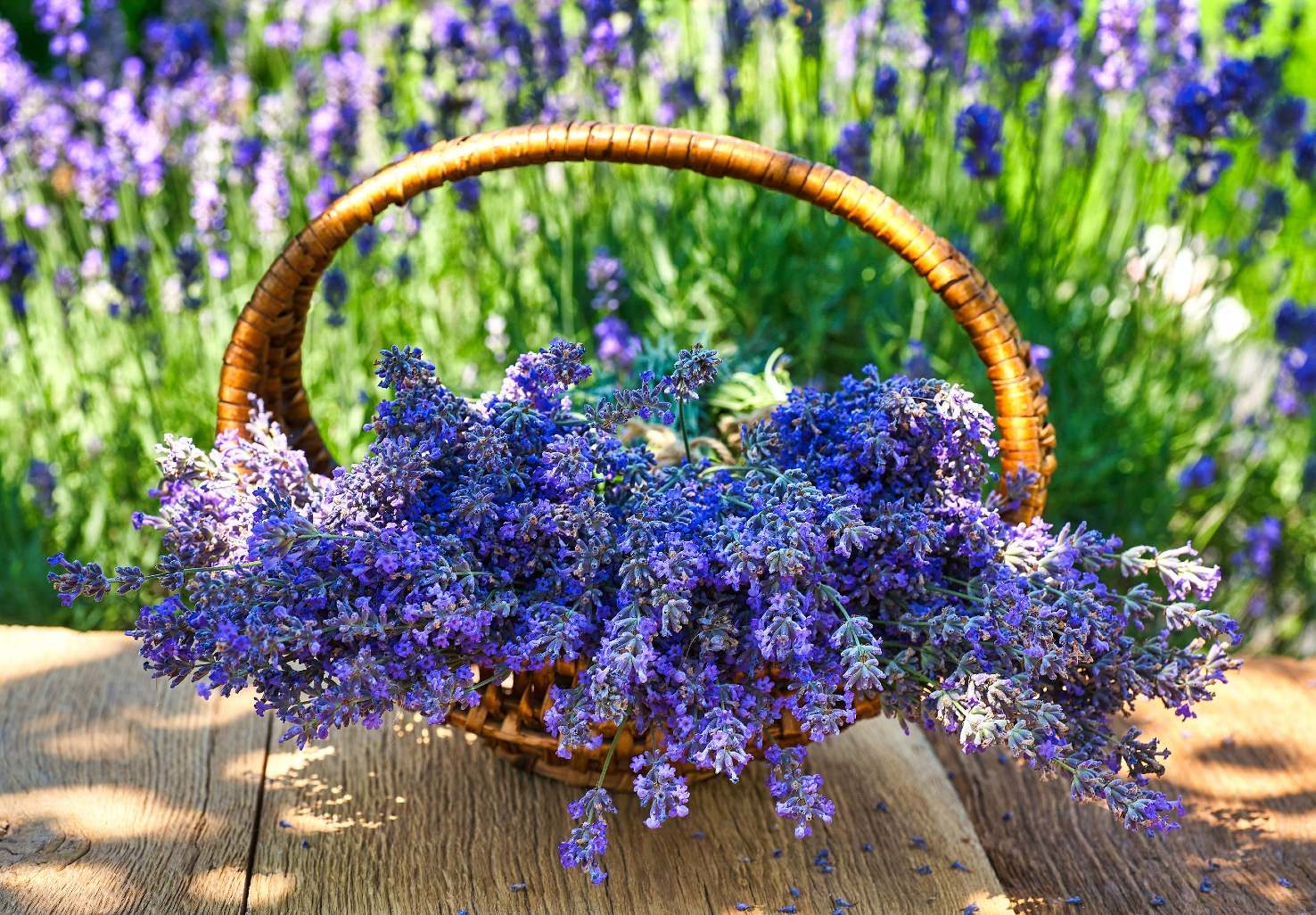 basket filled with lavender flowers